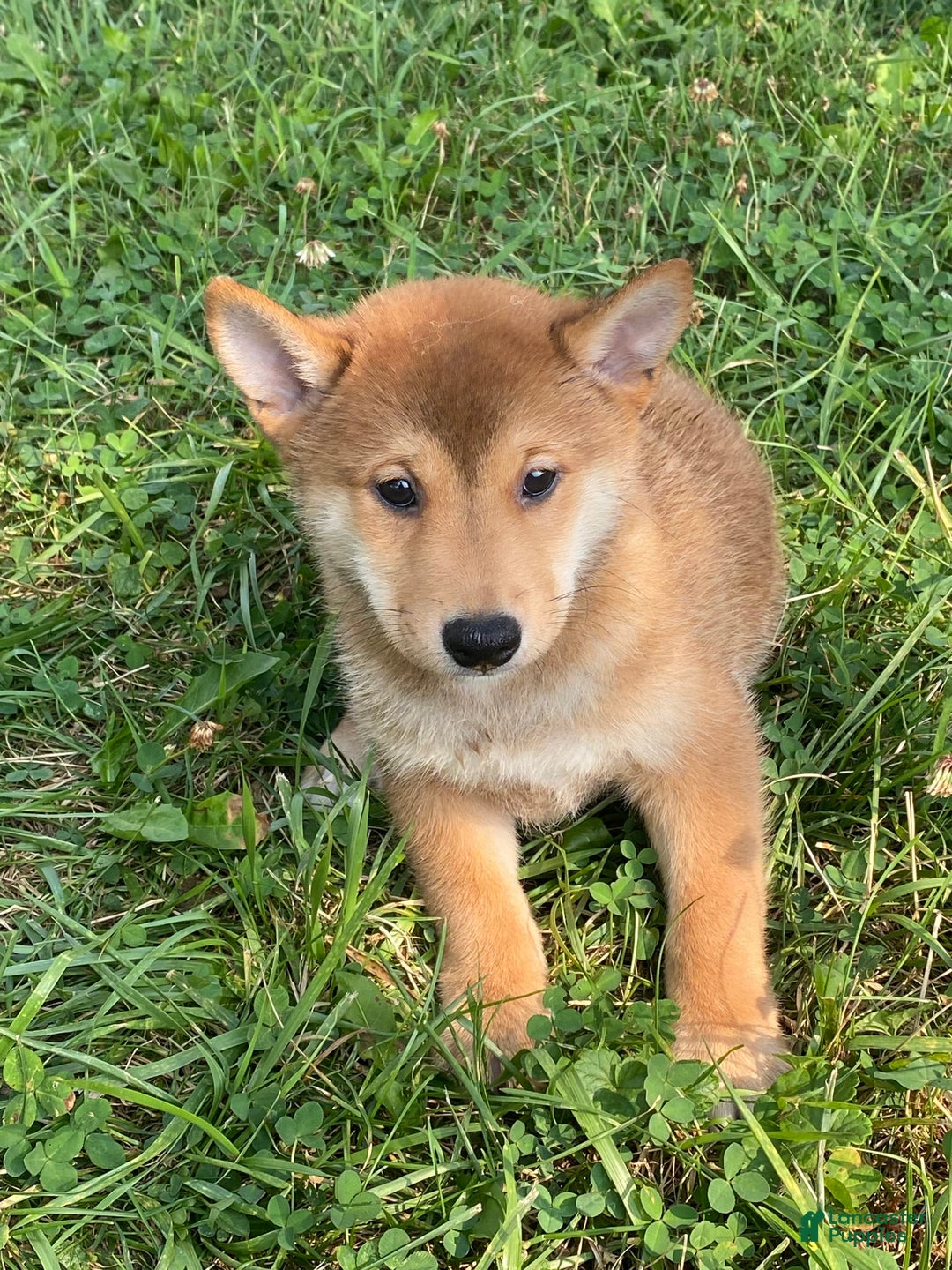 Shiba Inu dogs for sale: Iggy - Ad 3