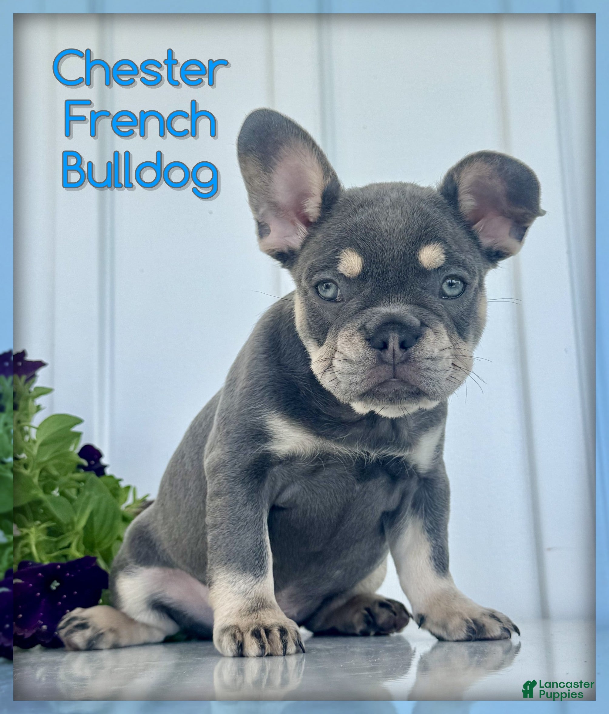 French Bulldog dogs Chester - Ad 1