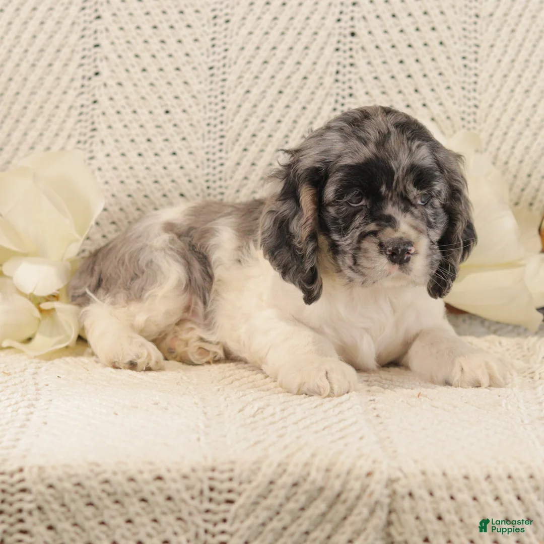 Cocker Spaniel dogs for sale: Baby Bear - Ad 4