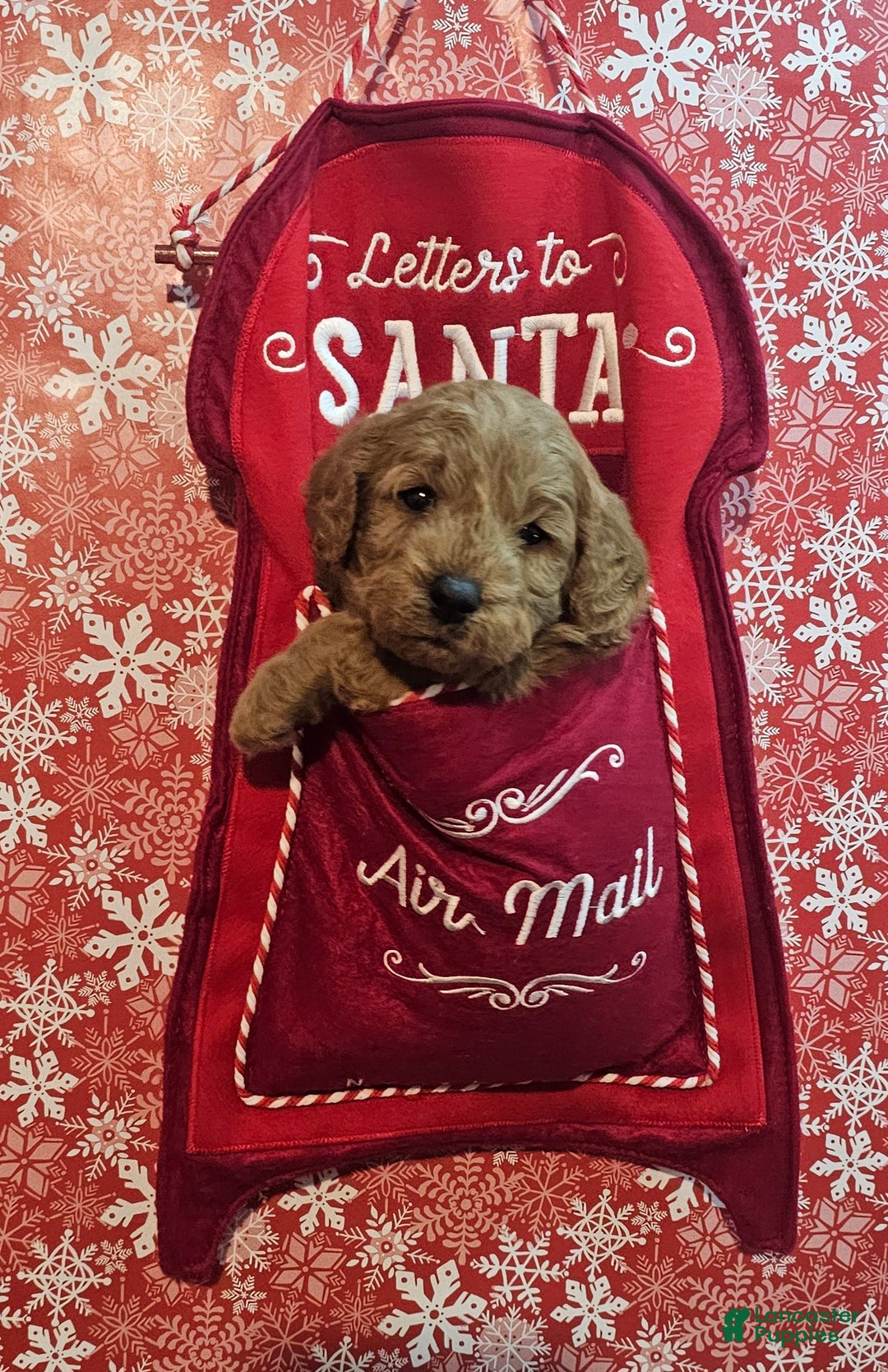 Mixed Breed dogs for sale: Reba - Ad 11