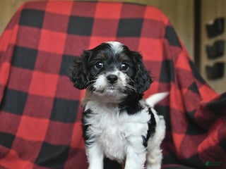 Cavapoo dogs - Ad 38