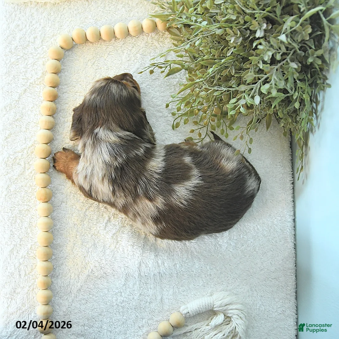 Miniature Dachshund dogs for sale: Brett - Ad 3