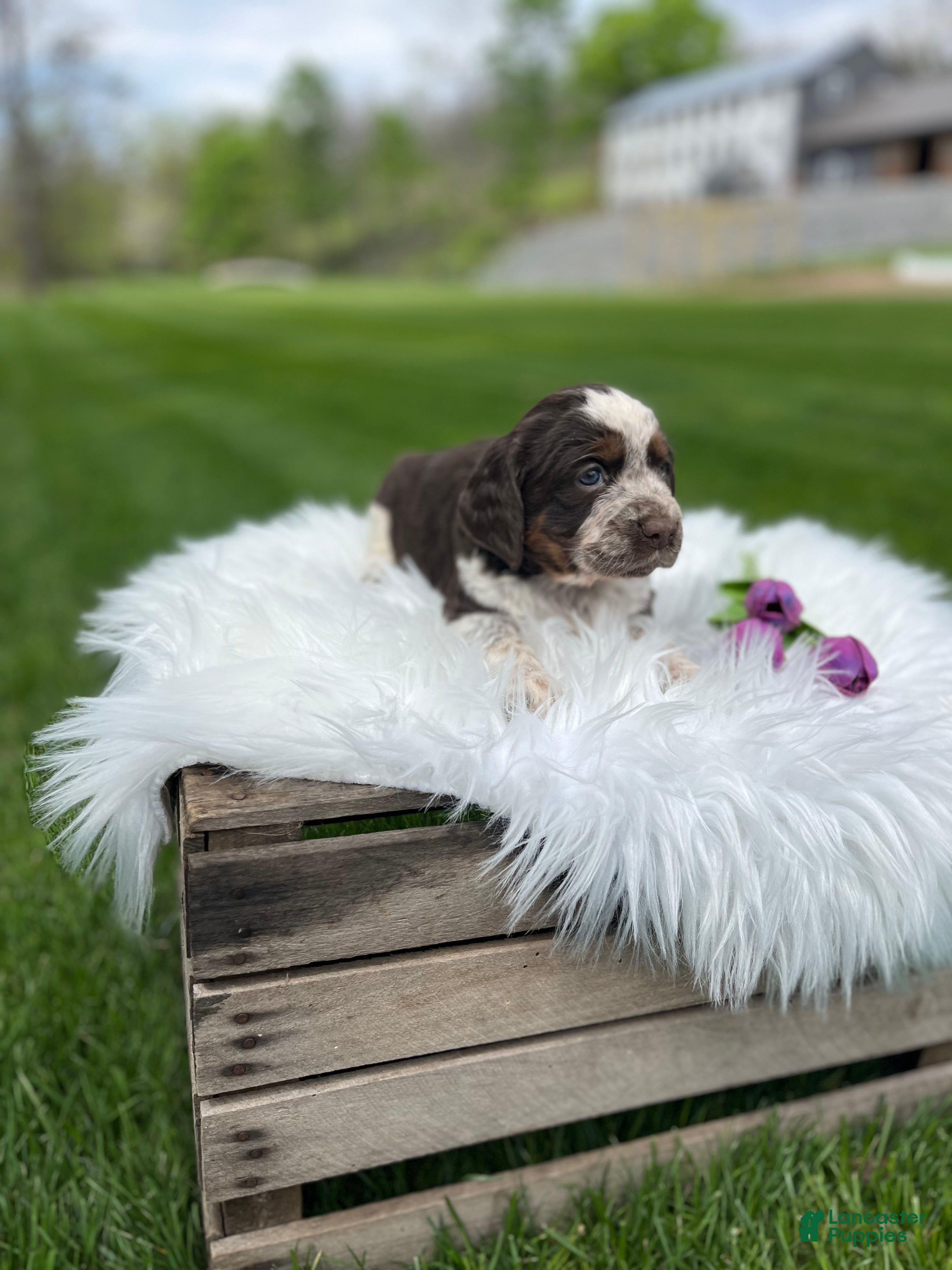 English Springer Spaniel dogs Princess - Ad 2