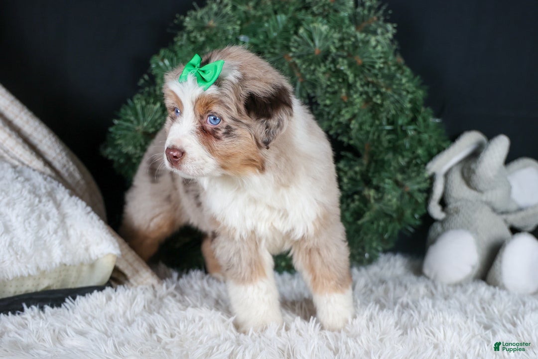 Miniature Australian Shepherd dogs for sale: SAMMY - Ad 9