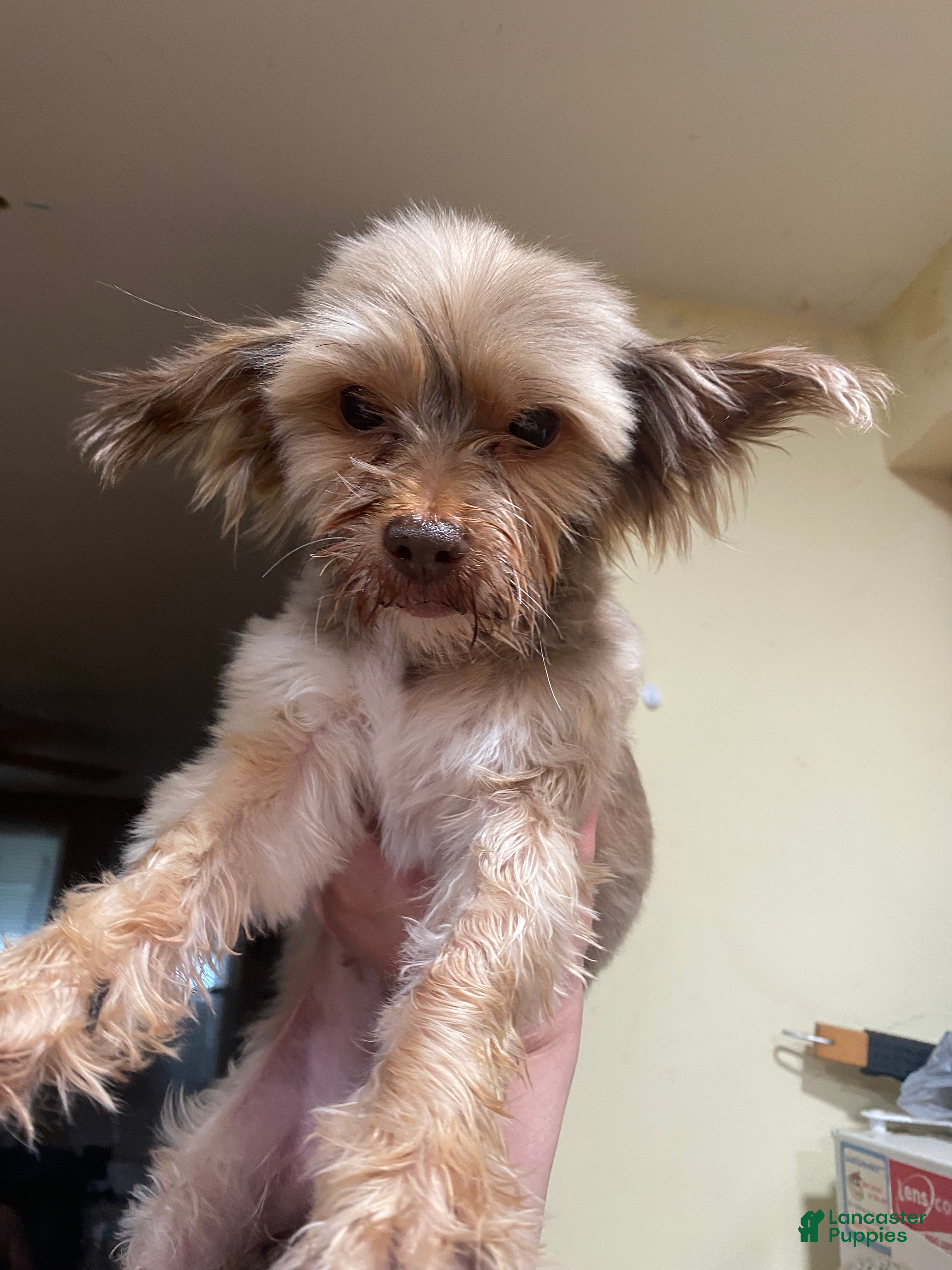 Yorkshire Terrier dogs Penny - Ad 31