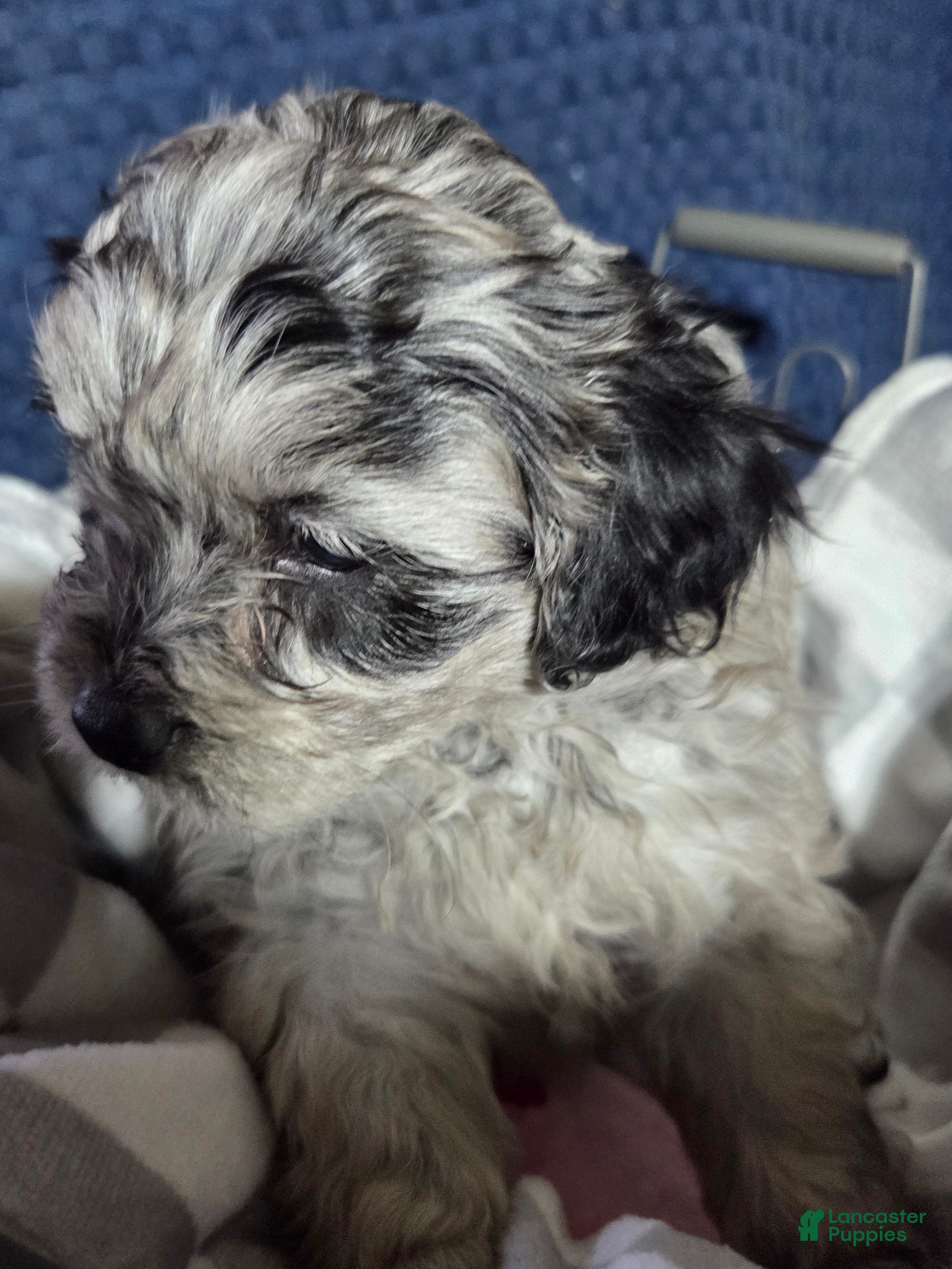 Mixed Breed dogs Teddy - Ad 5