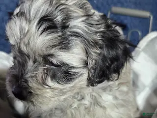 Mixed Breed dogs Teddy - Ad 26