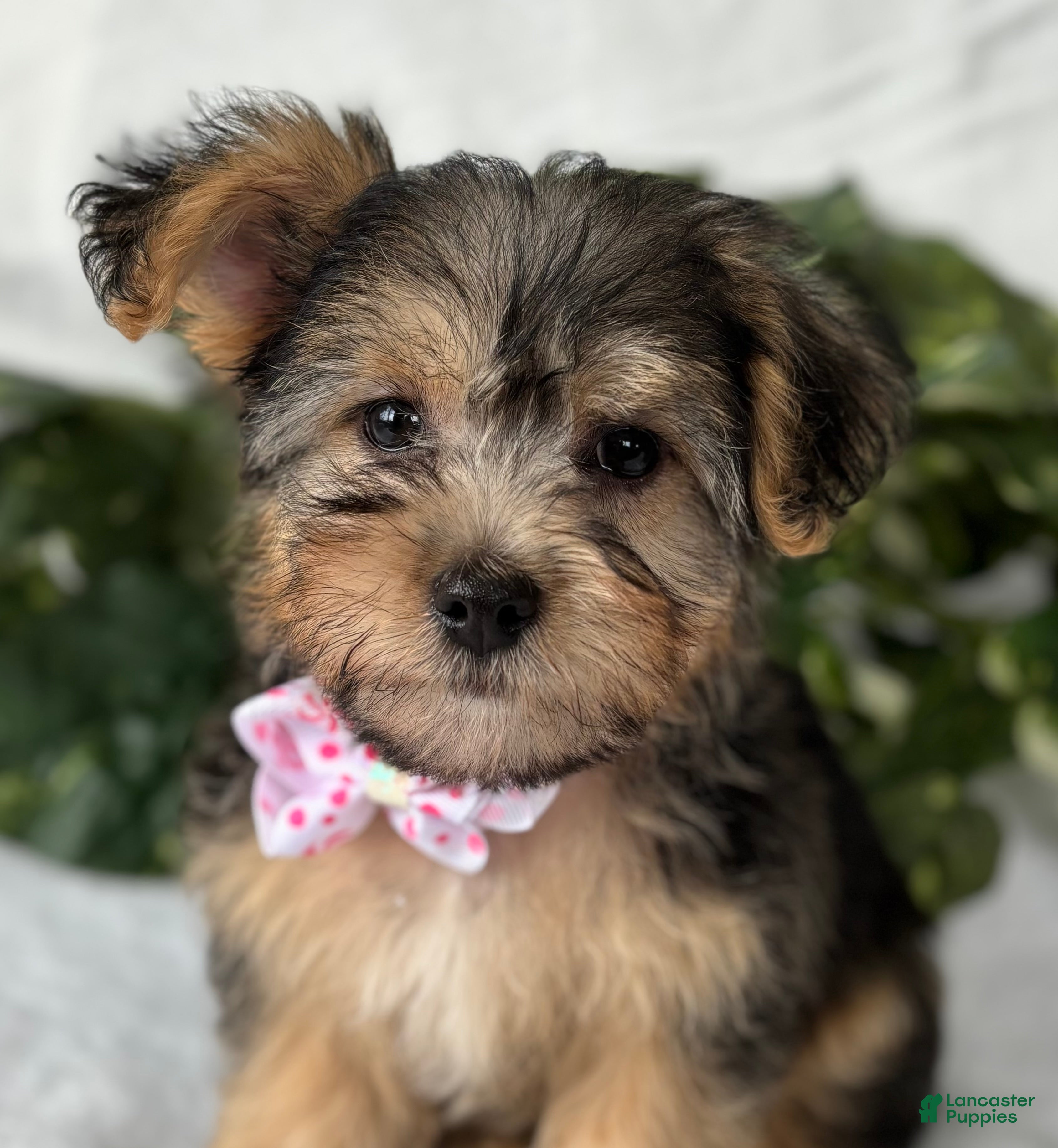 Morkie dogs Alexis - Ad 1