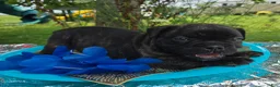 Olde English Bulldogge dogs for sale: Howard - Ad 9