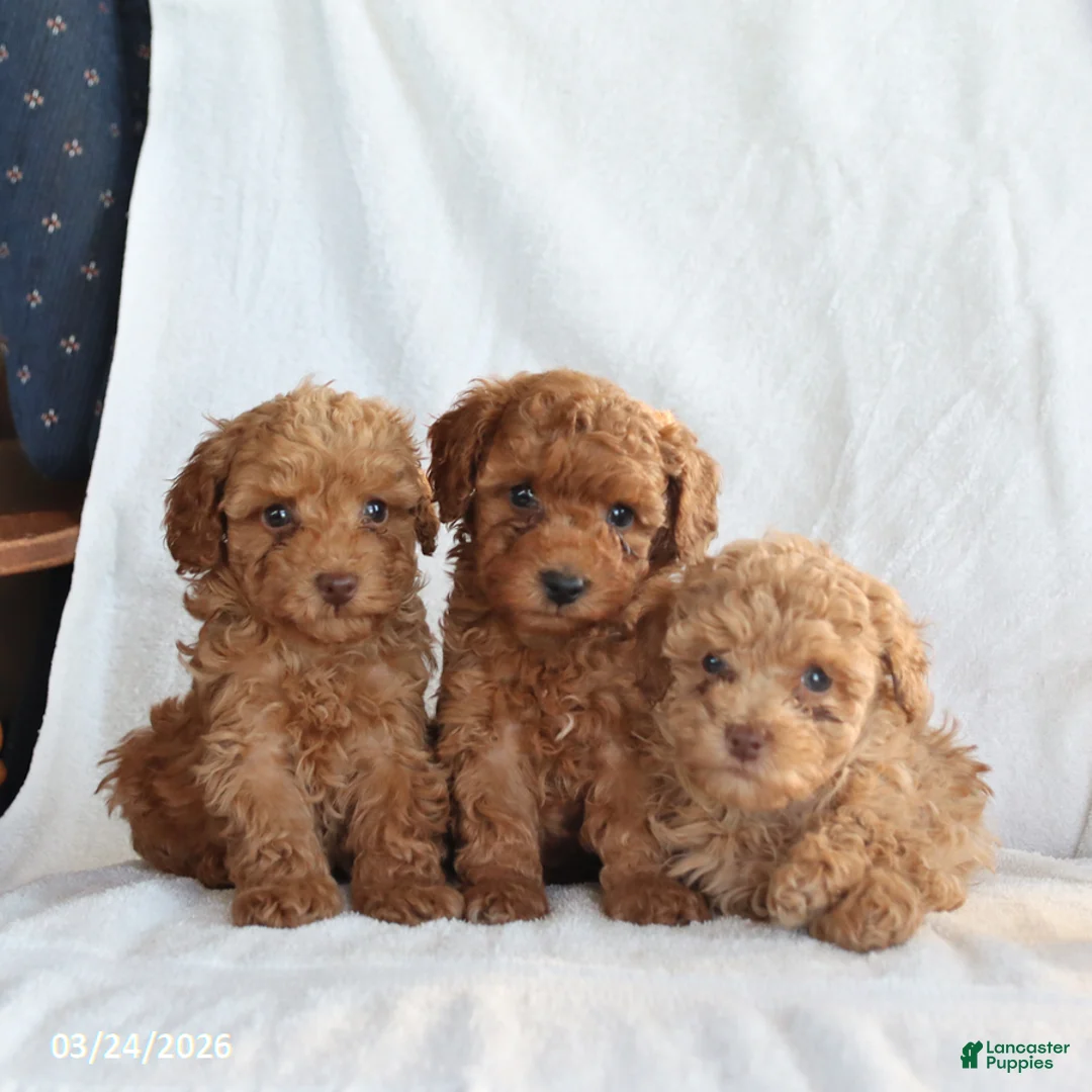 Toy Poodle dogs for sale: Ace - Ad 2