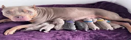 American Bully dogs for sale: American Bully 1 - Ad 12