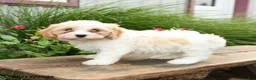 Cavachon dogs for sale: Trevor - Ad 3