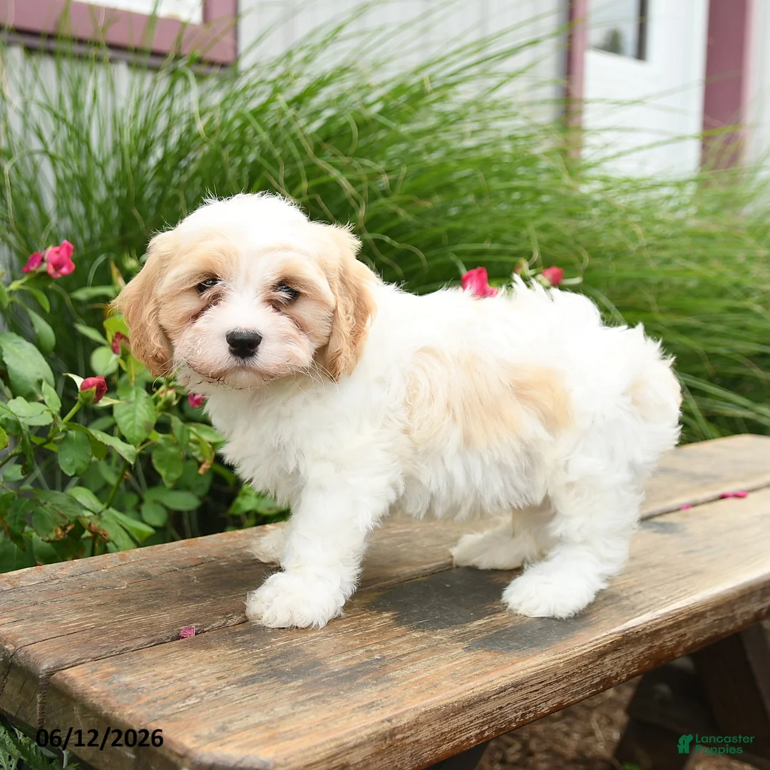 Cavachon dogs for sale: Trevor - Ad 3