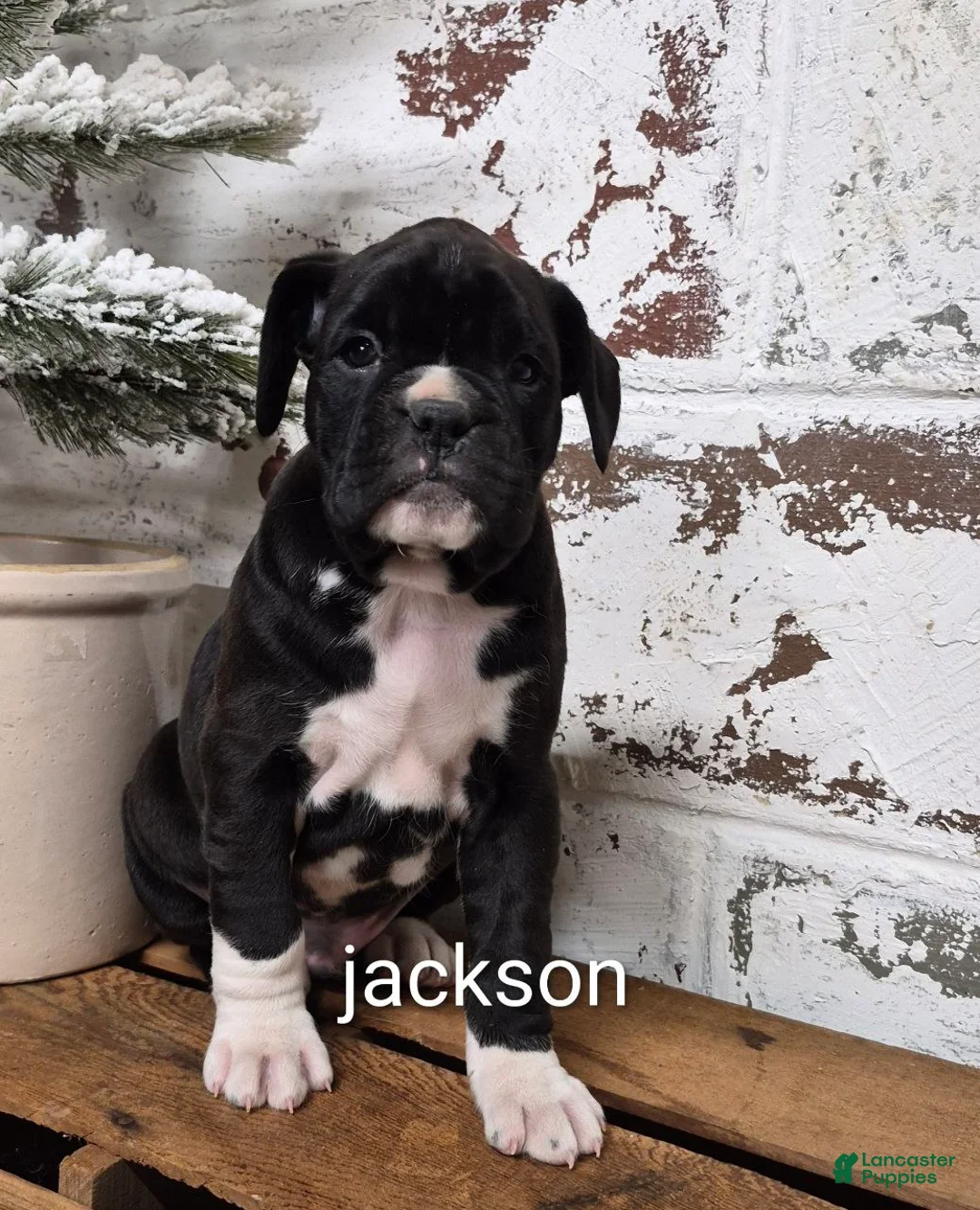 Boxer dogs for sale: JACKSON - Ad 3
