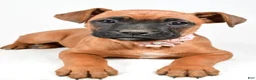 Boxer dogs for sale: Ruby Boxer mix - Ad 4