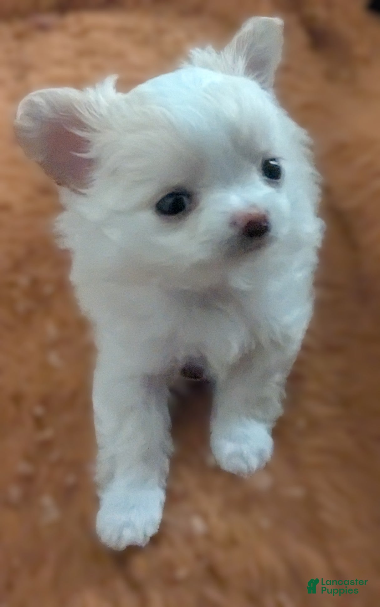 Chihuahua dogs for sale: Diamond Tiny Apple Head Female  - Ad 4