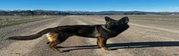 German Shepherd dogs for sale: Mokai - Ad 6