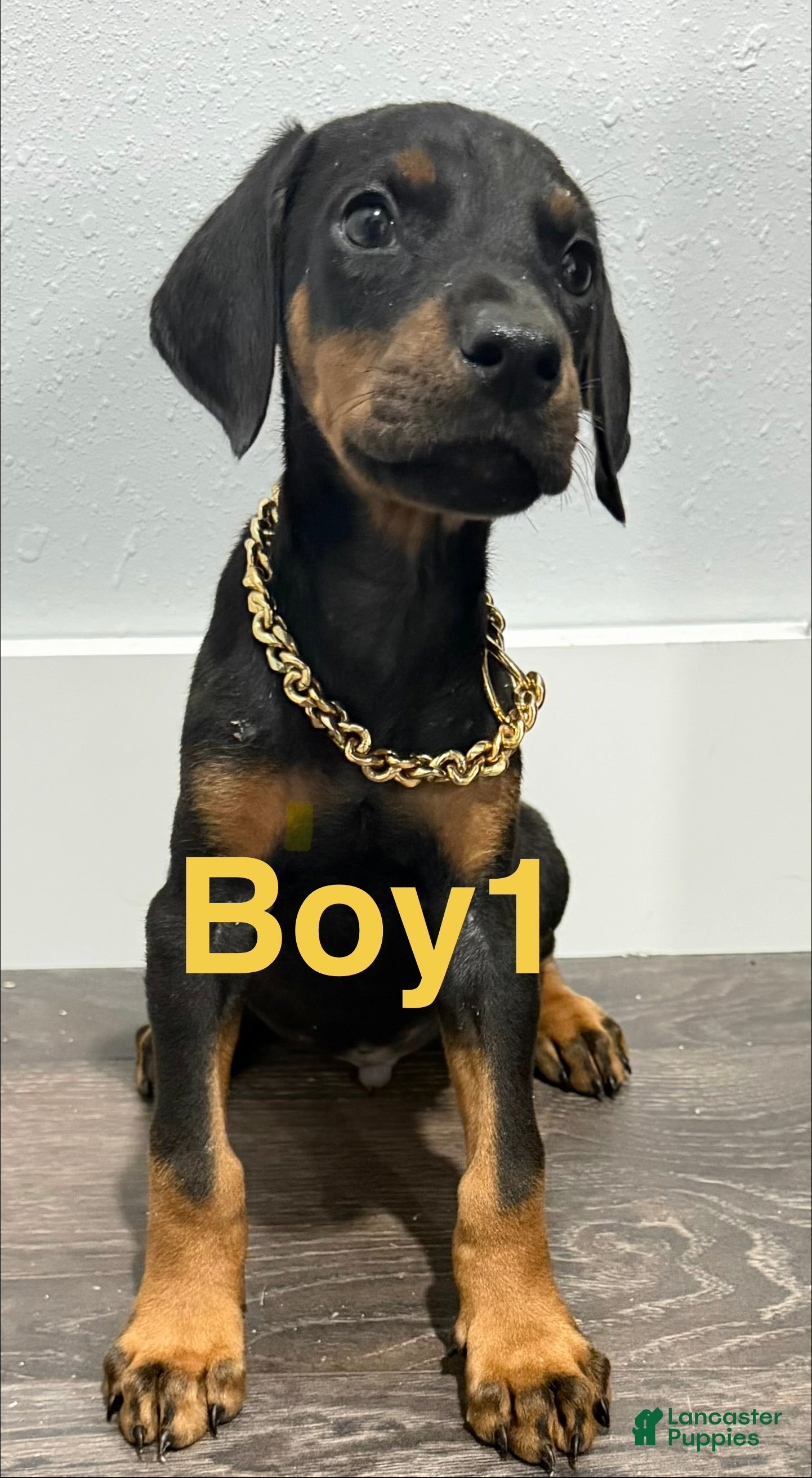 Doberman Pinscher dogs Doberman Pinscher 1 - Ad 1