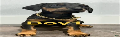 Doberman Pinscher 1