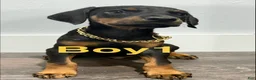 Doberman Pinscher dogs for sale: Doberman Pinscher 1 - Ad 1