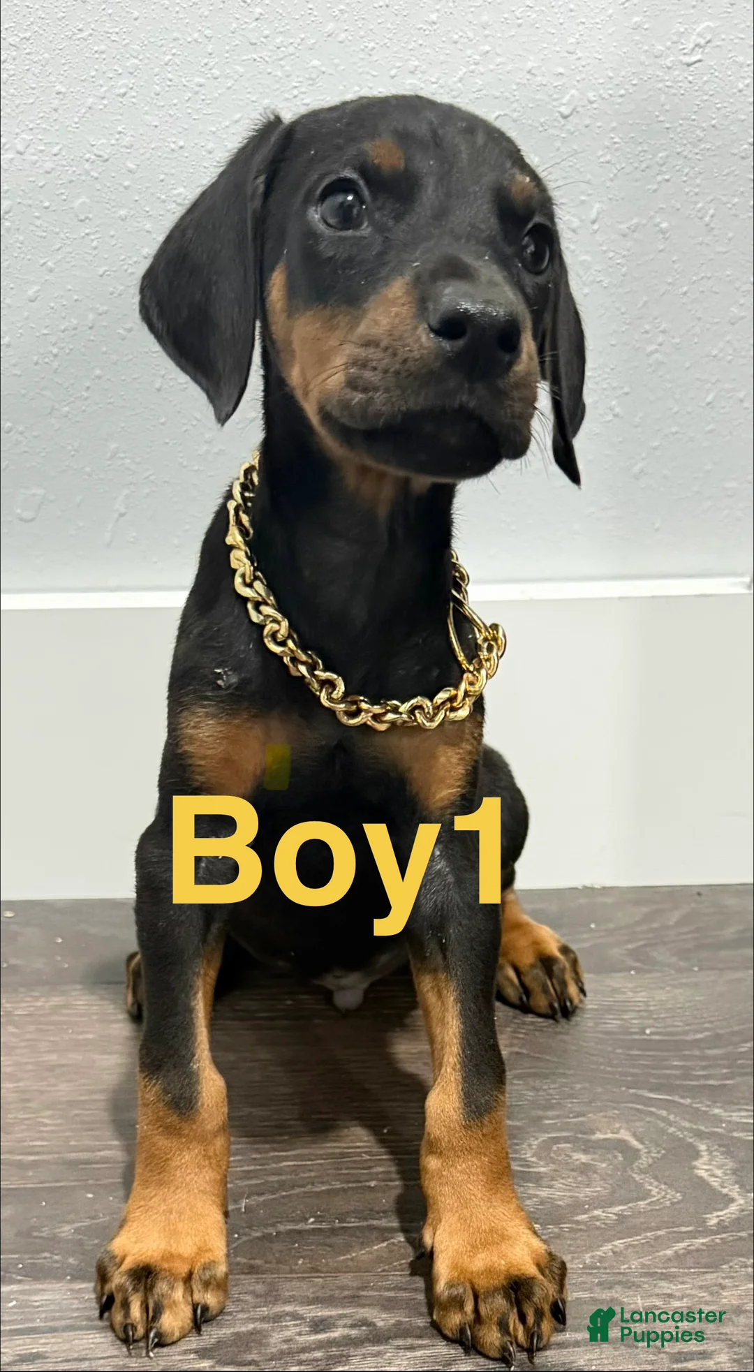 Doberman Pinscher dogs for sale: Doberman Pinscher 1 - Ad 1