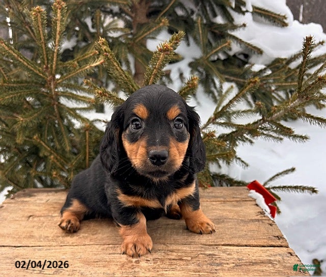 Miniature Dachshund dogs Mack  - Ad 42