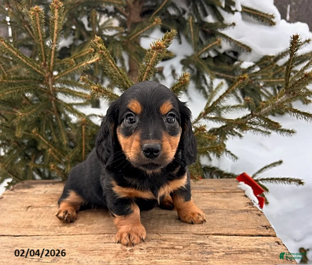 Miniature Dachshund dogs for sale: Mack  - Ad 1