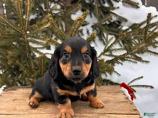Miniature Dachshund dogs Mack - Ad 42