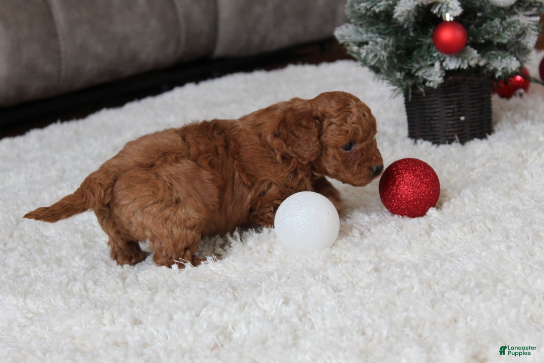 Cavapoochon dogs for sale: Molly - Ad 8