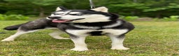 Siberian Husky dogs for sale: Thor - Ad 6