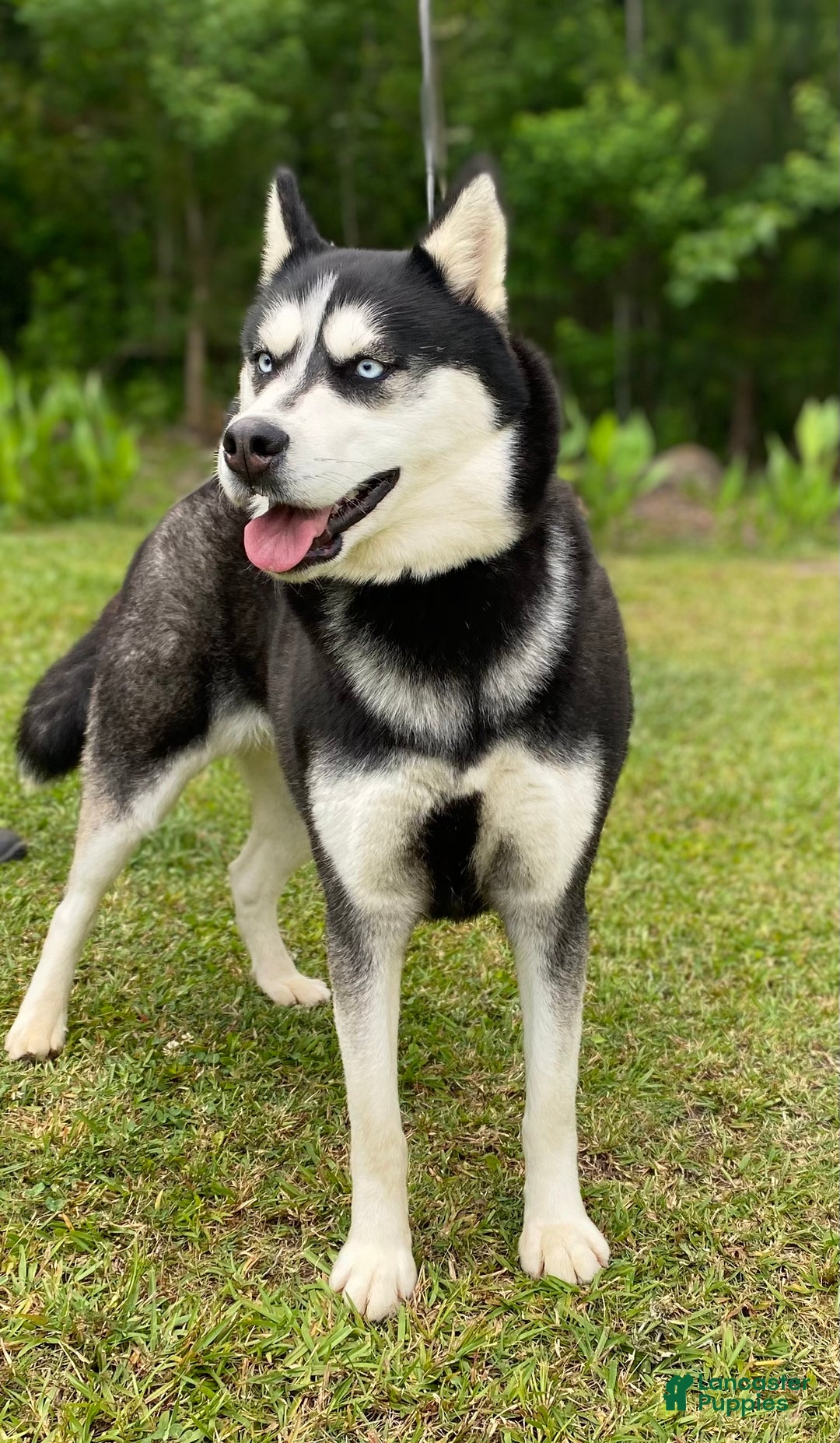 Siberian Husky dogs for sale: Thor - Ad 6