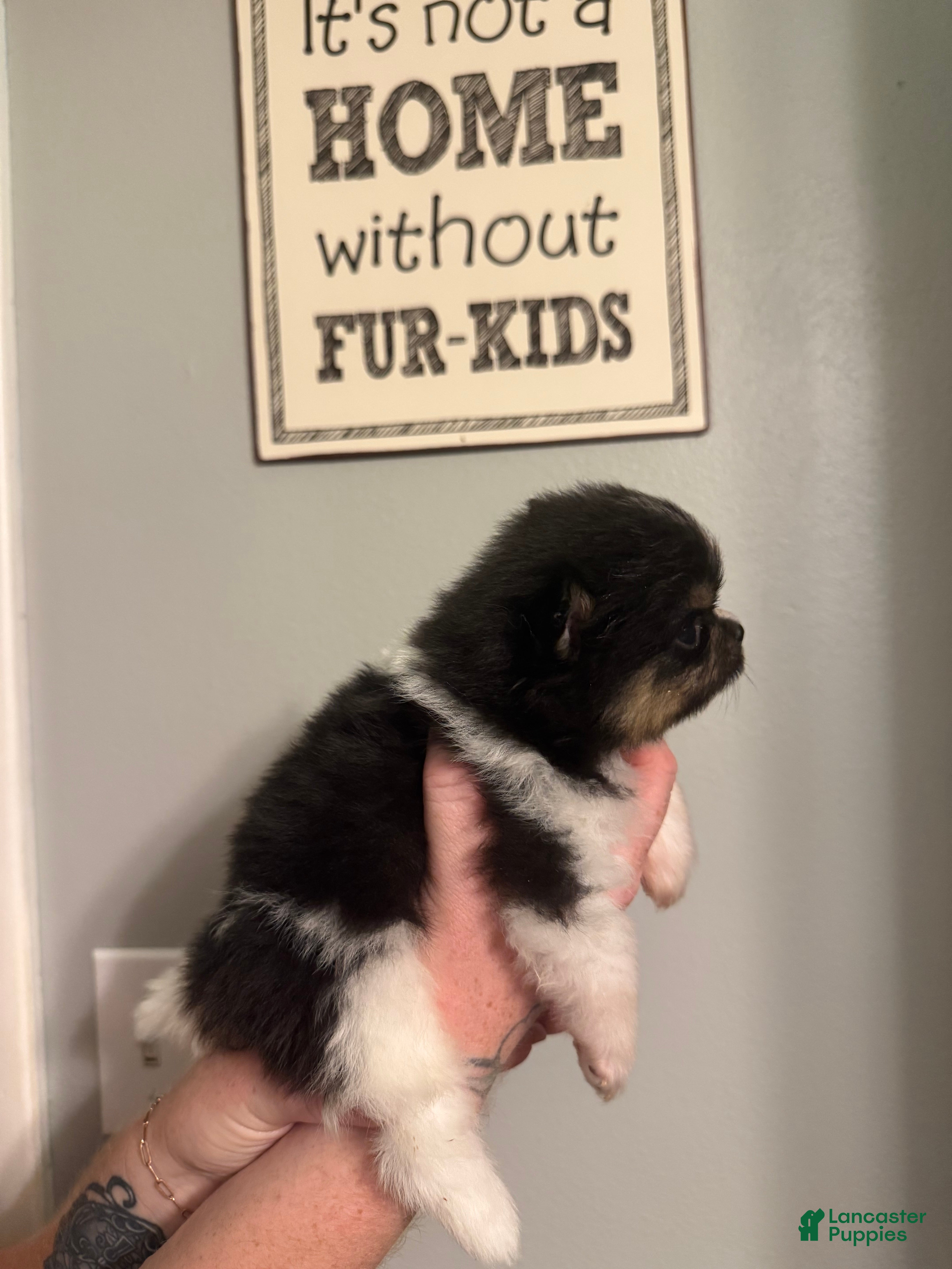 Pomeranian dogs Half Pint - Ad 2