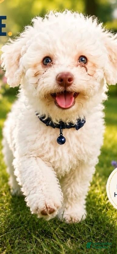Bichon Frise dogs Bichon Frise 1 - Ad 2