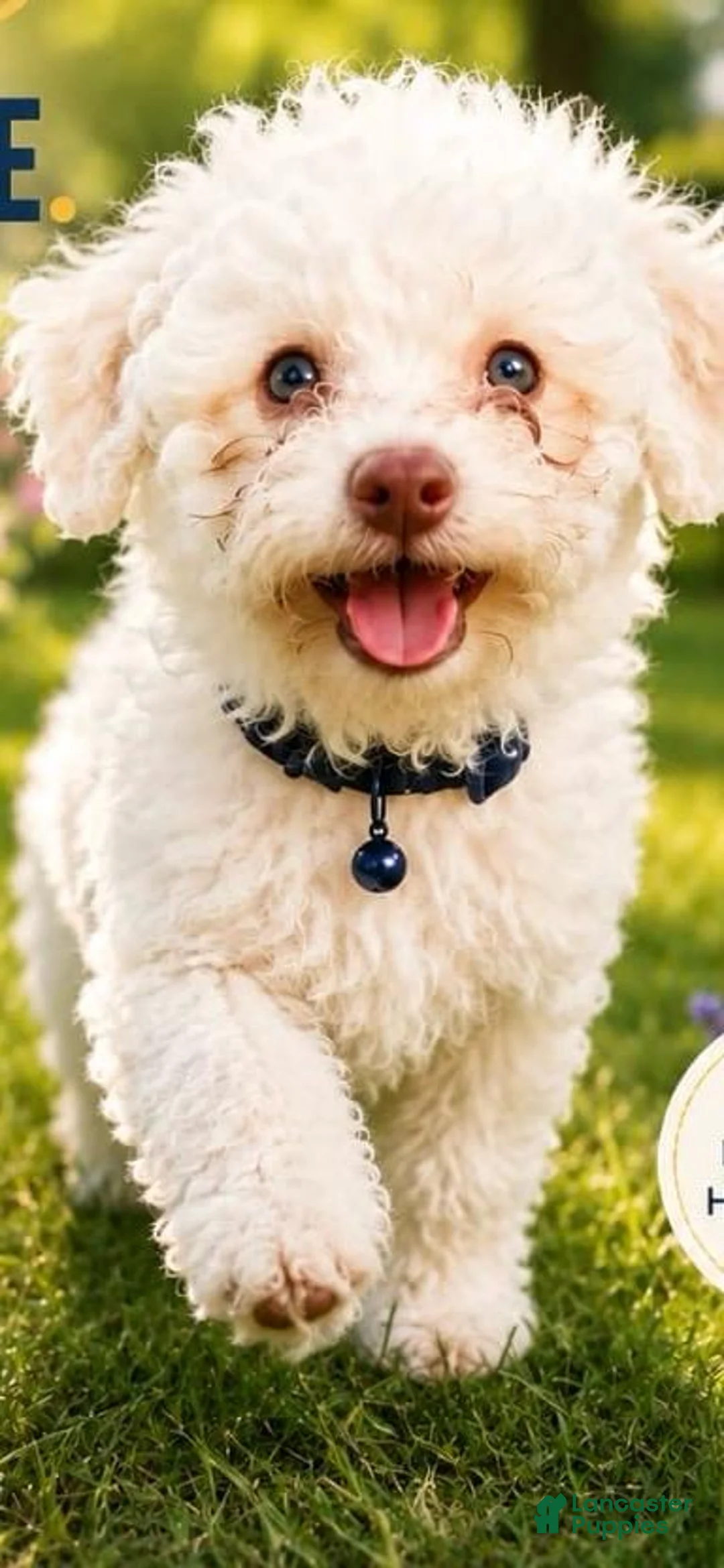 Bichon Frise dogs for sale: Bichon Frise 1 - Ad 2