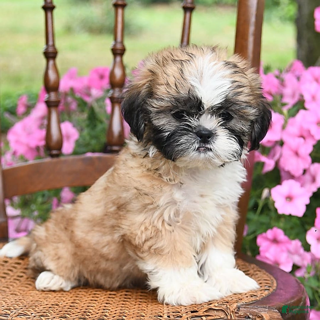 Gallery Image {{count}}