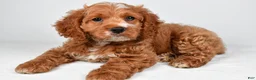 Cockapoo dogs for sale: Gracie - Ad 6