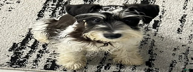 Daisy