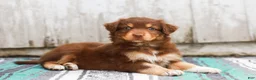 Australian Shepherd dogs for sale: Toffee - Ad 6