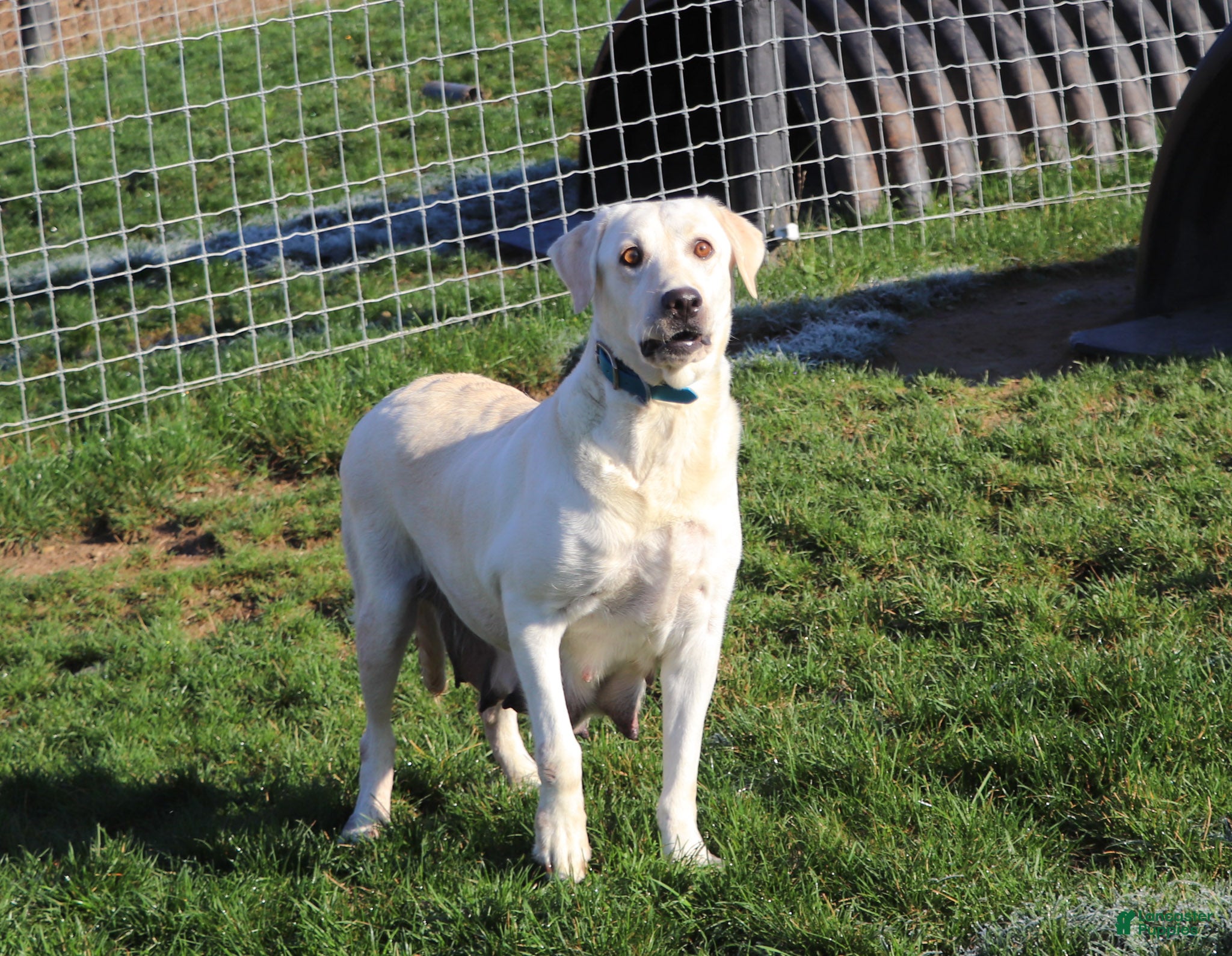 Labrador Retriever dogs for sale: Billy - Ad 7
