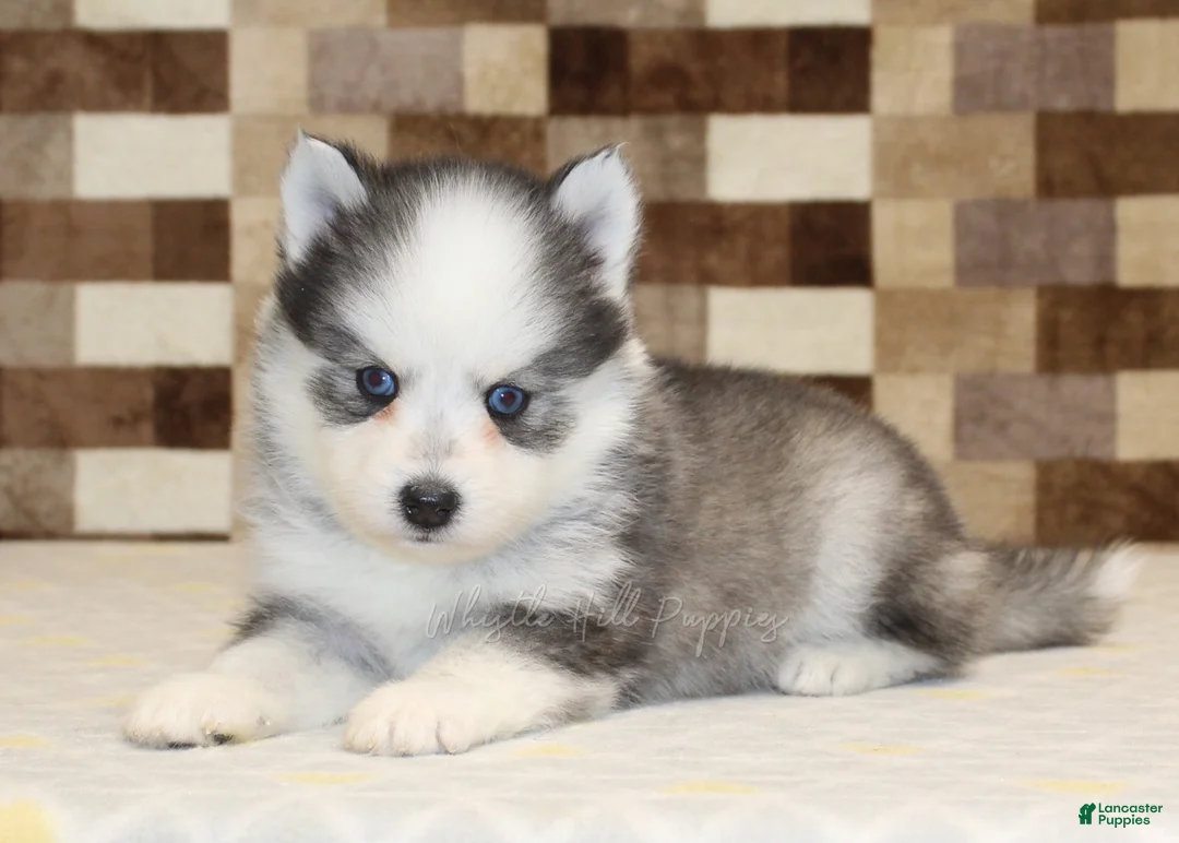 Pomsky dogs for sale: Joey - Ad 2
