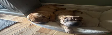 Shar Pei 1