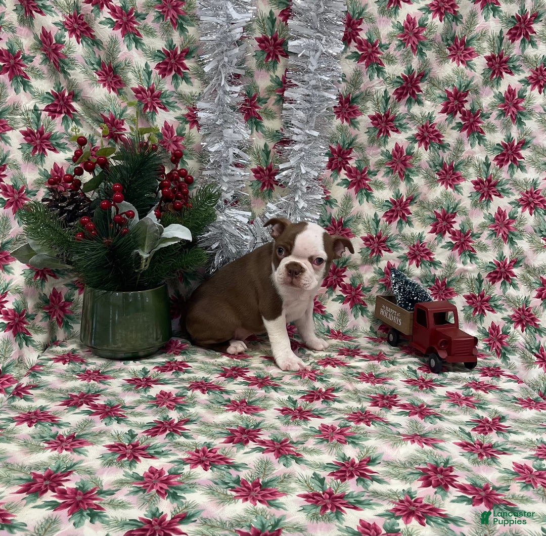 Boston Terrier dogs for sale: Annie - Ad 12