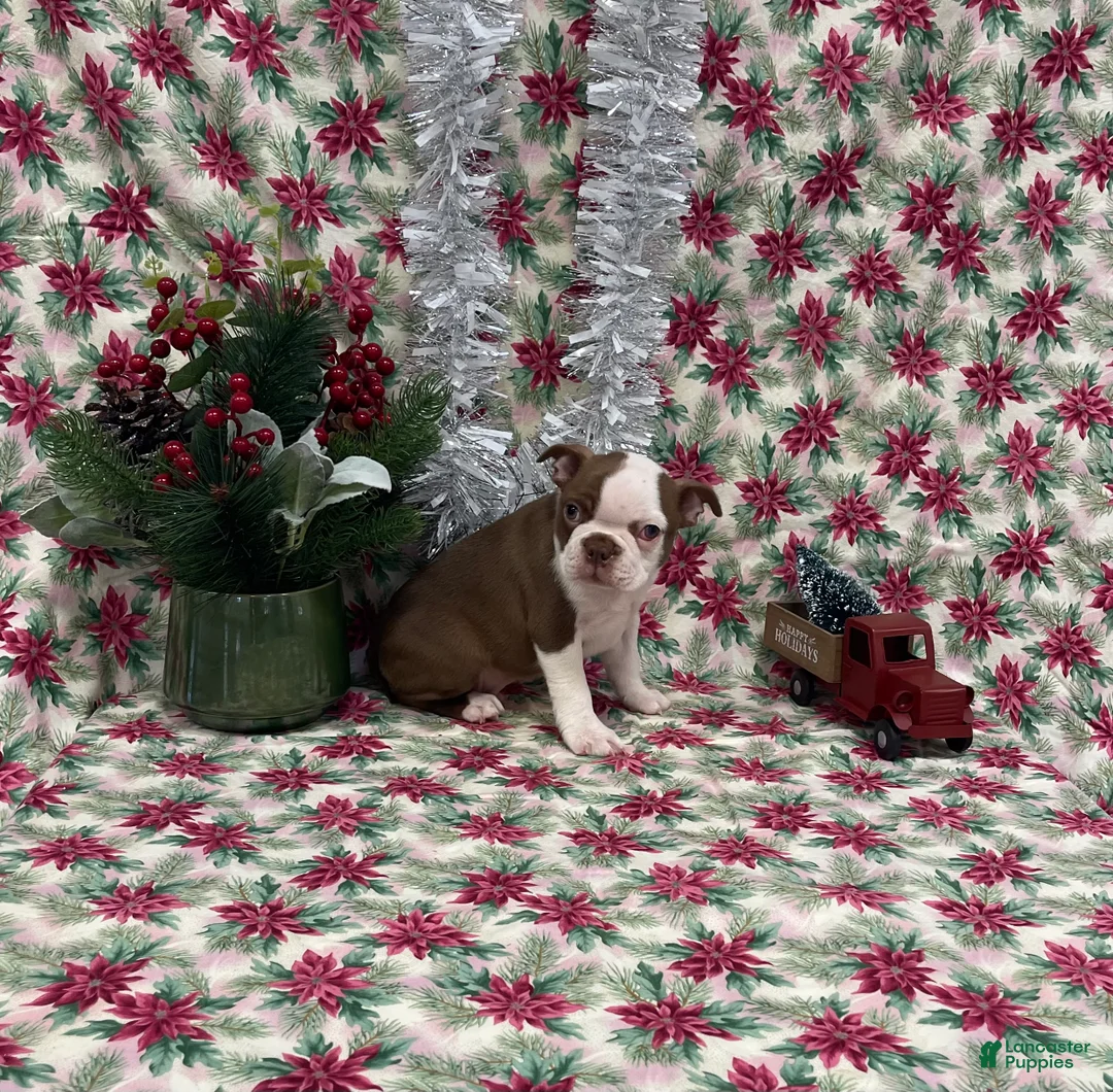 Boston Terrier dogs for sale: Allie - Ad 12