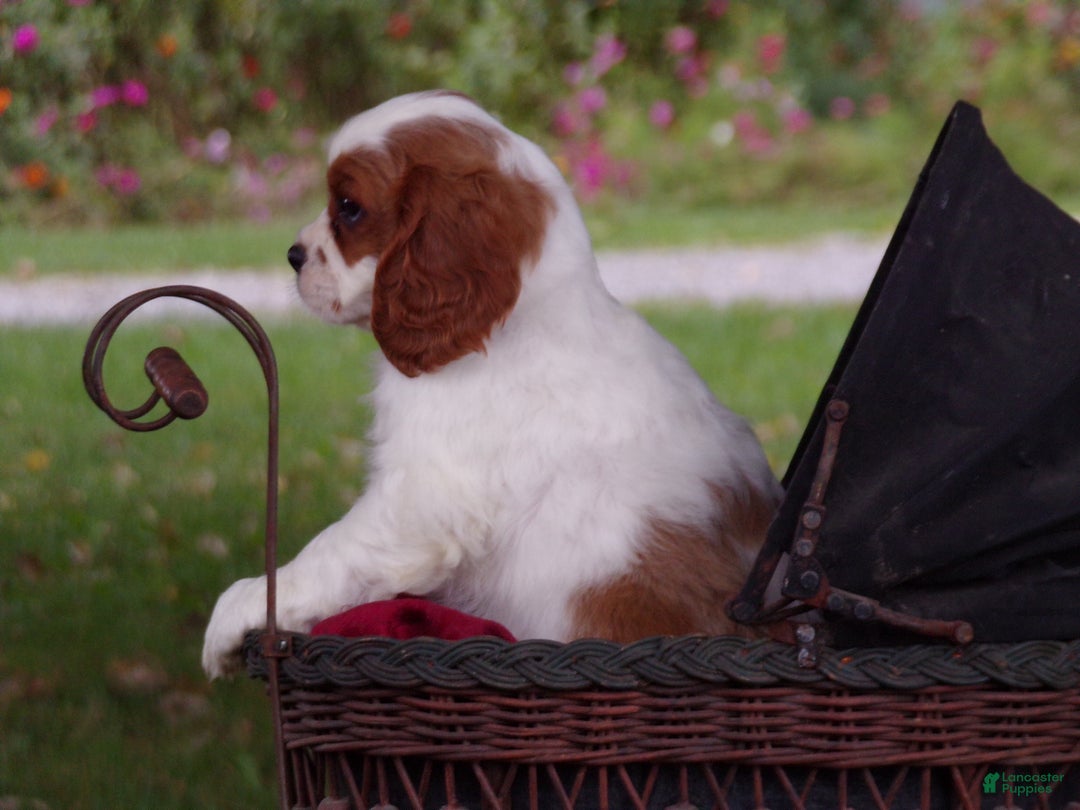 Cavalier King Charles Spaniel dogs for sale: Hugo - Ad 6