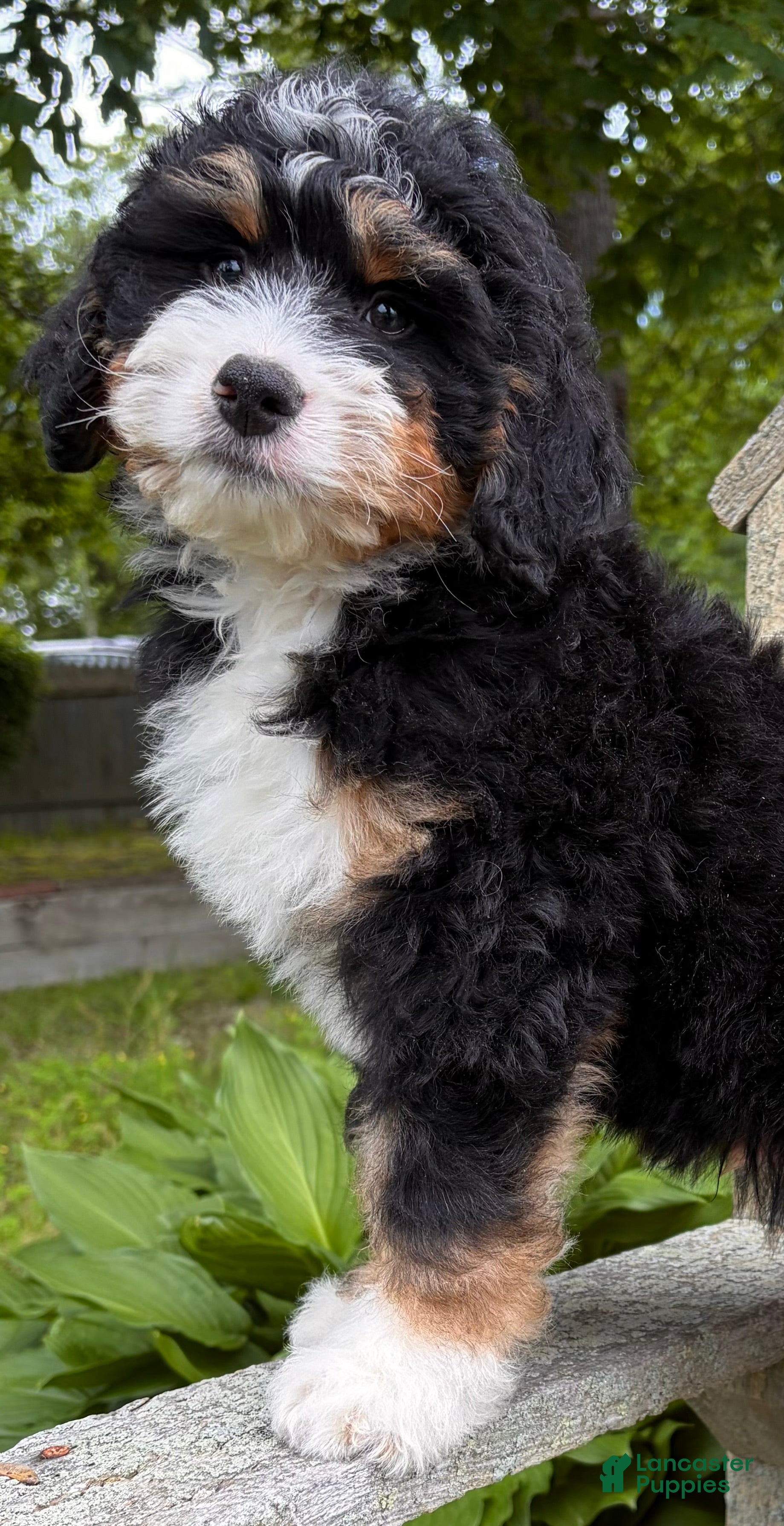 Mini Bernedoodle dogs for sale: 🩶IN BOSTON MASSACHUSETTS AREA🩶MINI BERNEDOODLE BOY🩶 - Ad 7