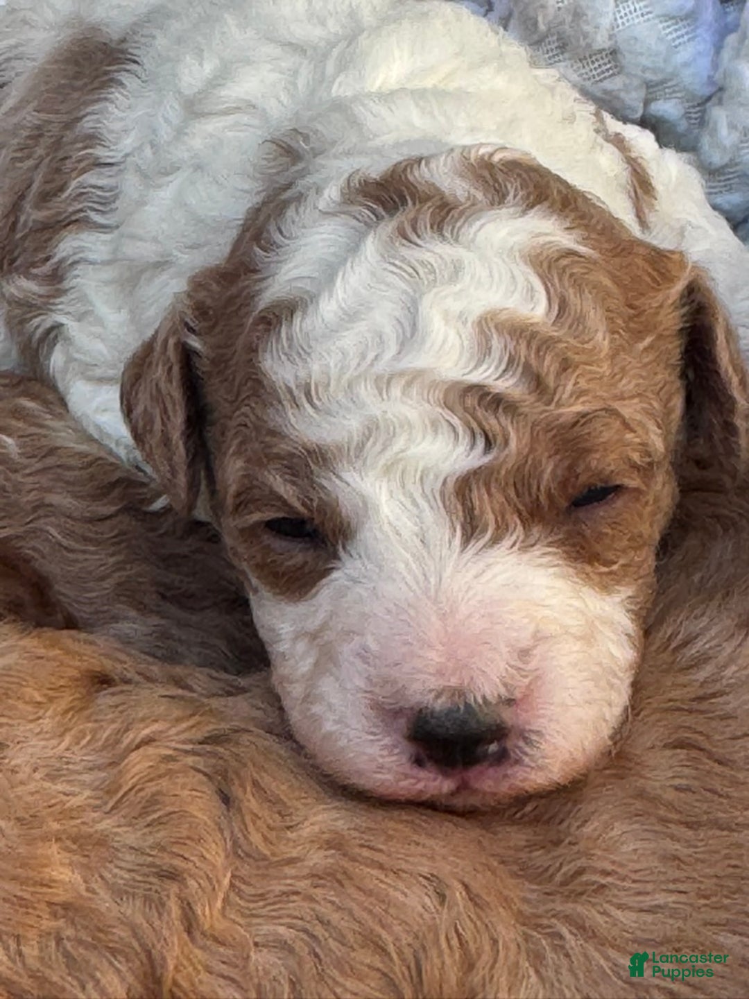 Cavapoo dogs for sale: Alfie - Ad 11