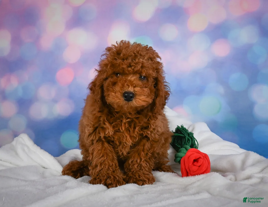 Miniature Poodle dogs for sale: Joey - Ad 2