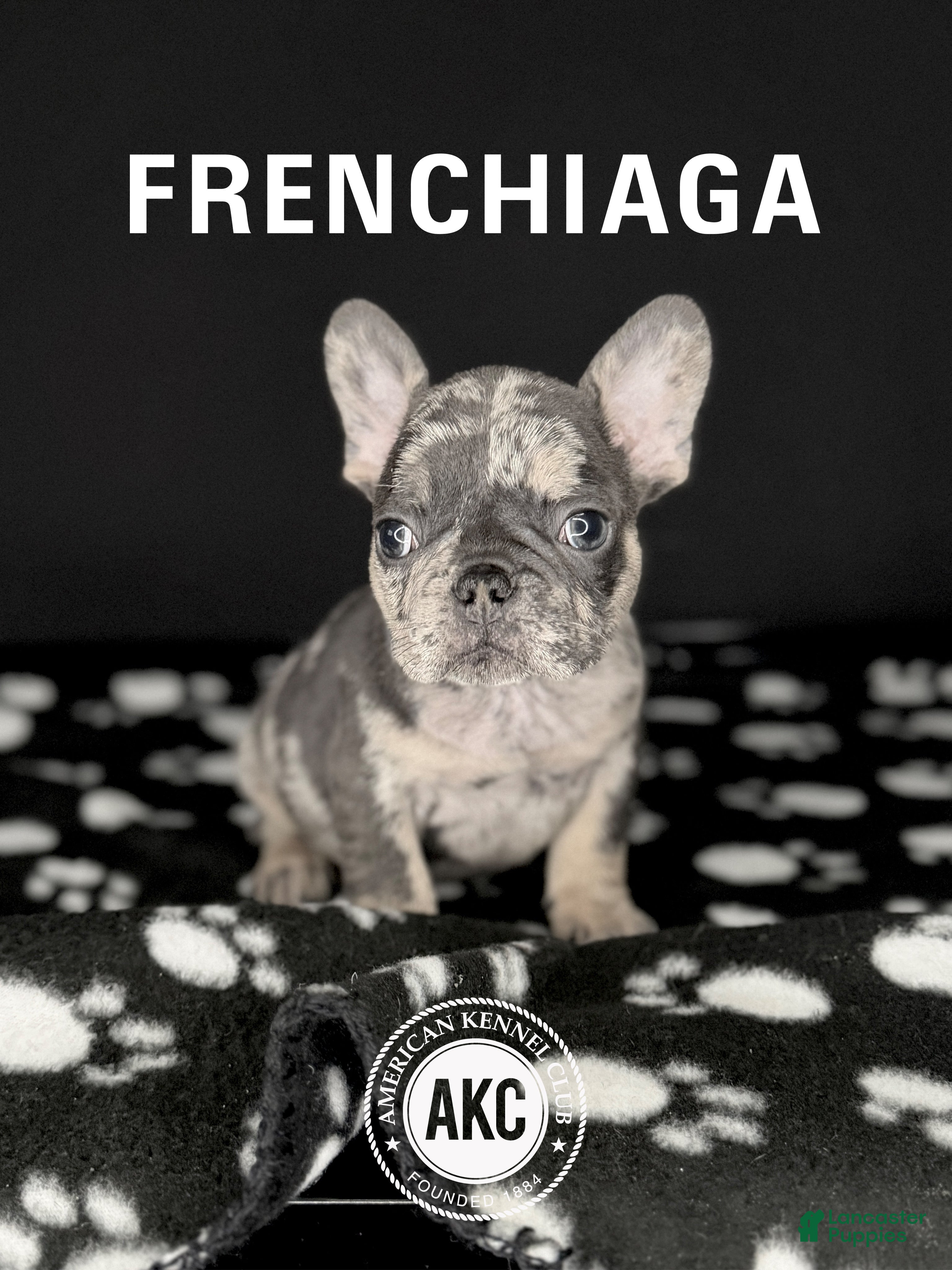 French Bulldog dogs GABBANA 🩷 - Ad 1