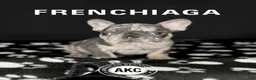 French Bulldog dogs for sale: GABBANA 🩷 - Ad 1