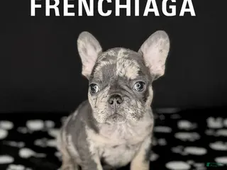 French Bulldog dogs for sale: GABBANA 🩷 - Ad 4